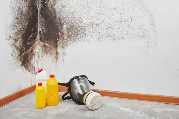 Best Attic Mold Removal  in Wright City, MO