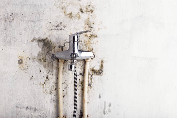 Best Office Mold Removal Services  in Wright City, MO