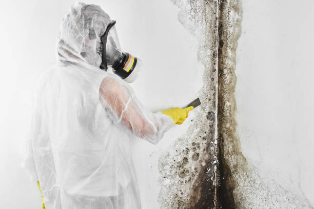 Best Fast Mold Removal  in Wright City, MO