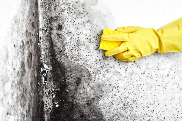 Best Certified Mold Removal  in Wright City, MO