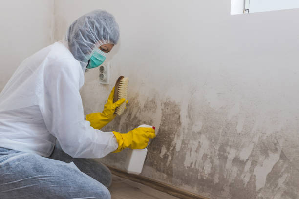 Best Affordable Mold Removal  in Wright City, MO