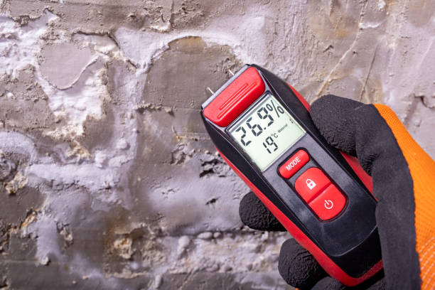 Best Mold Damage Repair  in Wright City, MO