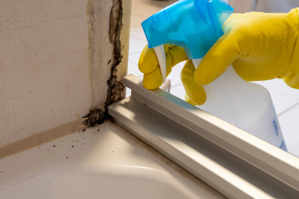 Best Mold Removal Company Near Me  in Wright City, MO