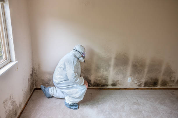 Best Residential Mold Removal  in Wright City, MO