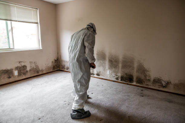Best Best Mold Removal Companies  in Wright City, MO