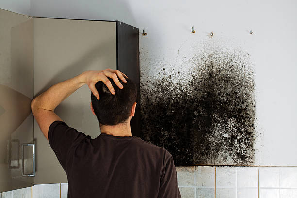 Best Mold Removal Near Me  in Wright City, MO